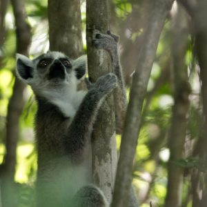 Madagascar_1104-050-1.jpg