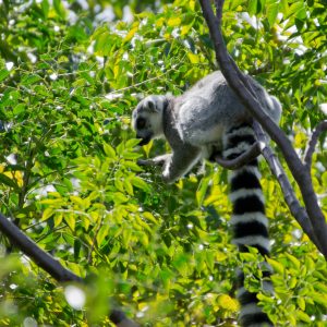 Madagascar_1104-051-1.jpg