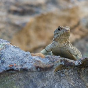 Madagascar_1104-054-1.jpg