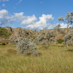 Madagascar_1104-060-1.jpg