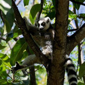 Madagascar_1104-082-1.jpg