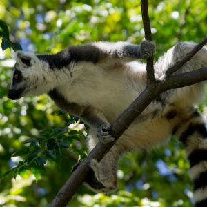 Madagascar_1104-083-1.jpg