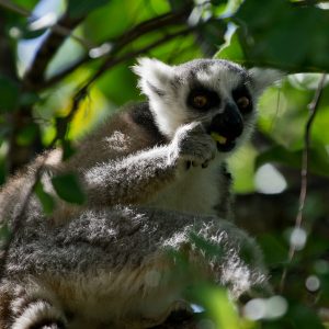 Madagascar_1104-084-1.jpg