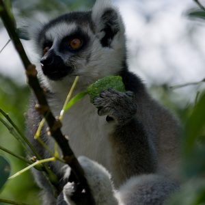 Madagascar_1104-085-1.jpg