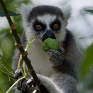 Madagascar_1104-088-1.jpg