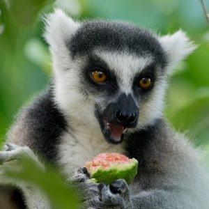 Madagascar_1104-089-1.jpg