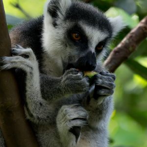 Madagascar_1104-092-1.jpg