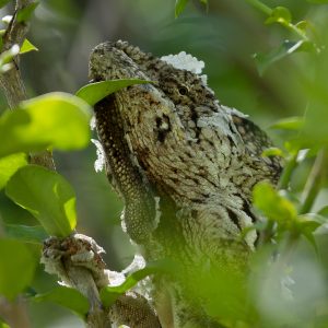 Madagascar_1104-093-1.jpg