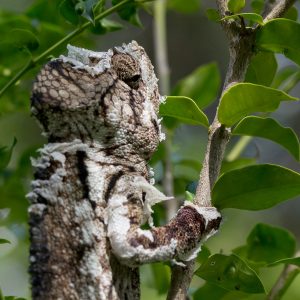 Madagascar_1104-094-1.jpg