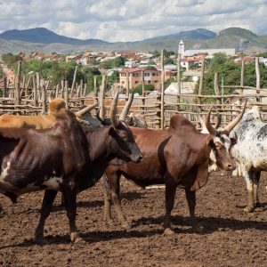 Madagascar_1104-096-1.jpg