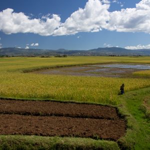 Madagascar_1104-127-1.jpg