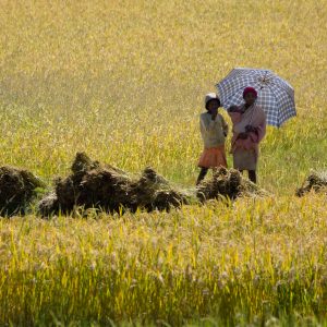 Madagascar_1104-130-1.jpg