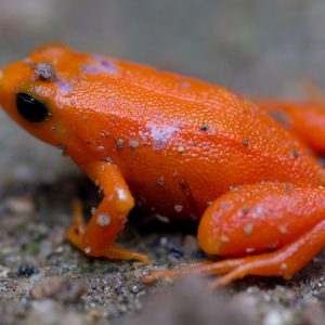Madagascar_1104-142-1.jpg