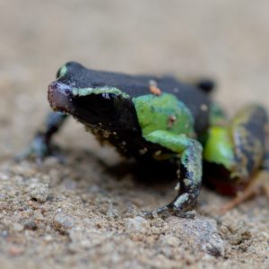 Madagascar_1104-143-1.jpg