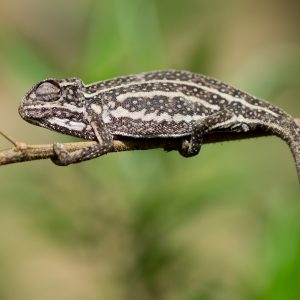 Madagascar_1104-144-1.jpg