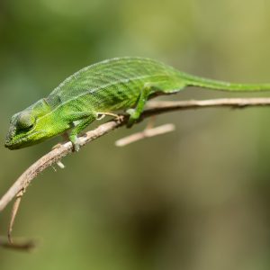 Madagascar_1104-145-1.jpg