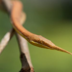 Madagascar_1104-146-1.jpg