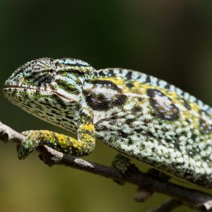 Madagascar_1104-147-1.jpg