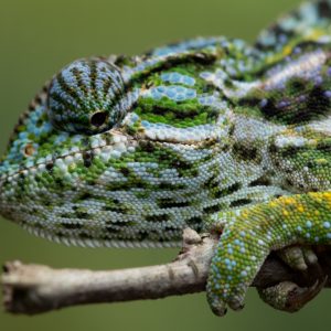 Madagascar_1104-149-1.jpg