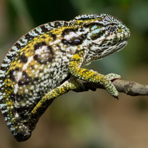 Madagascar_1104-151-1.jpg