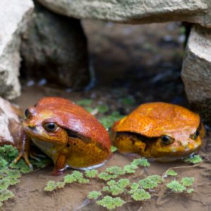 Madagascar_1104-153-1.jpg