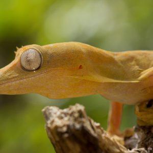 Madagascar_1104-155-1.jpg