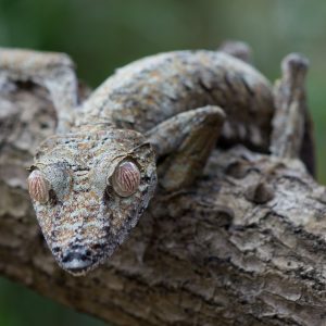 Madagascar_1104-156-1.jpg