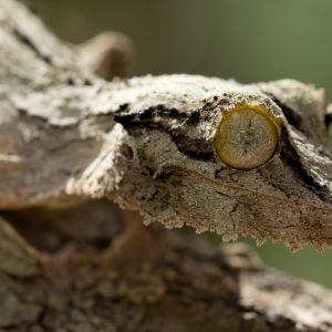 Madagascar_1104-157-1.jpg