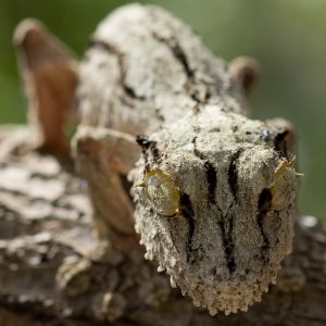 Madagascar_1104-158-1.jpg