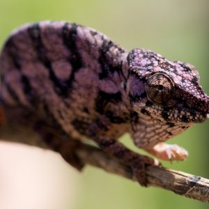 Madagascar_1104-160-1.jpg