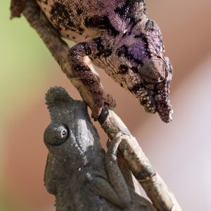 Madagascar_1104-161-2.jpg