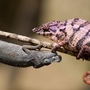Madagascar_1104-162-1.jpg