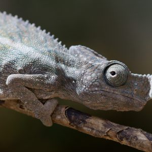 Madagascar_1104-163-1.jpg