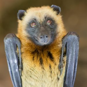Madagascar_1104-164-1.jpg
