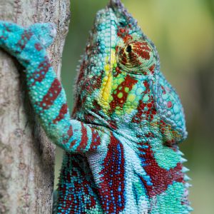 Madagascar_1104-165-1.jpg