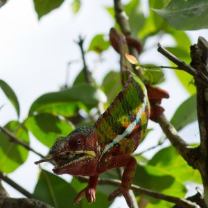 Madagascar_1104-167-1.jpg