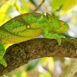 Madagascar_1104-168-1.jpg