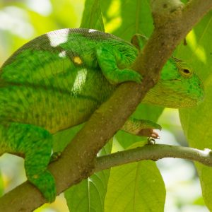 Madagascar_1104-169-1.jpg