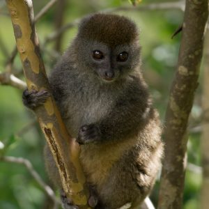 Madagascar_1104-170-1.jpg