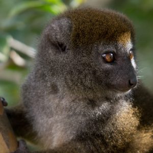 Madagascar_1104-172-1.jpg