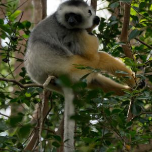 Madagascar_1104-173-1.jpg