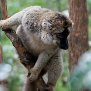 Madagascar_1104-175-1.jpg