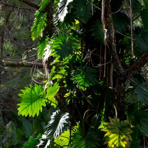 Madagascar_1104-178-1.jpg