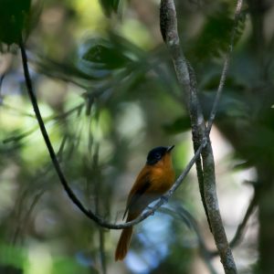 Madagascar_1104-183-1.jpg