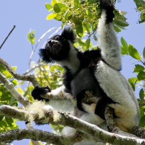 Madagascar_1104-187-1.jpg