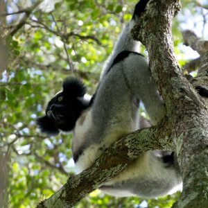 Madagascar_1104-188-1.jpg