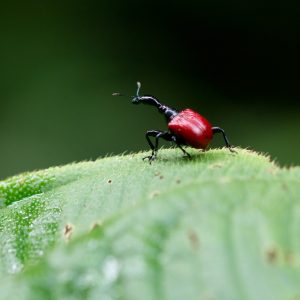 Madagascar_1104-189-1.jpg