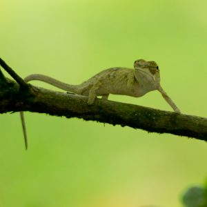 Madagascar_1104-190-1.jpg
