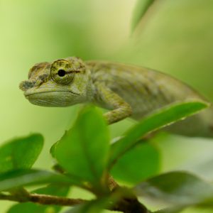 Madagascar_1104-191-1.jpg