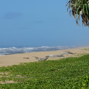 Madagascar_1104-217-1.jpg